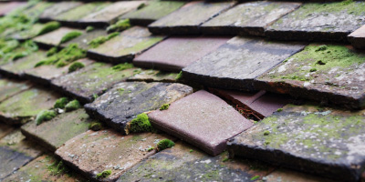 Pwll Trap roof repair costs